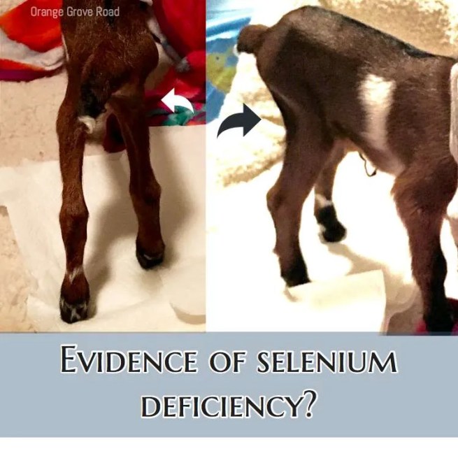 Spot Mineral Imbalances in Goats & Find the Cause Orange Grove Road