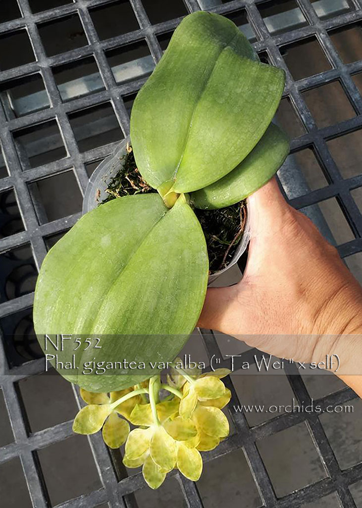 Nowadays, it's so easy to name the brand and model of cars. Phal. gigantea var alba (" Ta Wei " x self) / Orchids.com