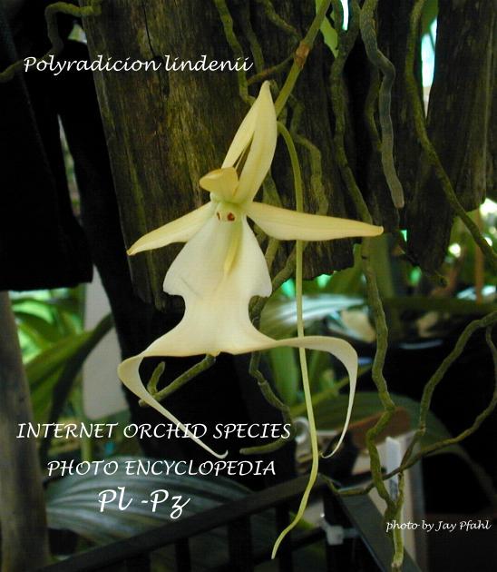 Customers also search · 50pcs rare orchid seeds man flowers monkey orchid seeds perennial indoor flowers · yard butler bulb and garden planter tulips iris . Jay S Internet Orchid Species Photo Encyclopedia Pl Pz