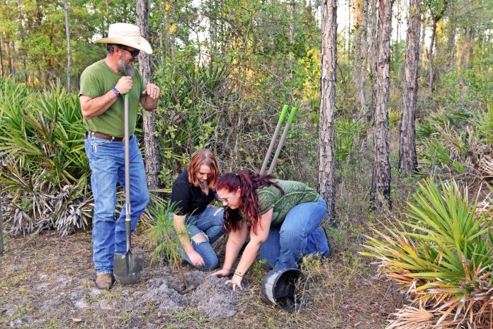 Volunteers Needed For The Upcoming 'Let's Plant Some Trees' Project - Osprey Observer