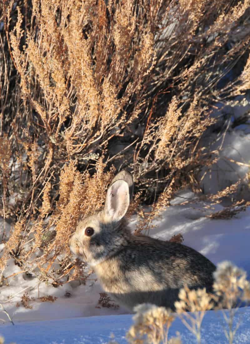 Jadi jawaban dari pertanyaan 1 liter berapa kg? Pygmy Rabbit | Exquisite Small Rabbit - Our Breathing Planet