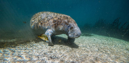 Playing with water and making music are both some of the most fun things to do in summer. Our Planet Freshwater