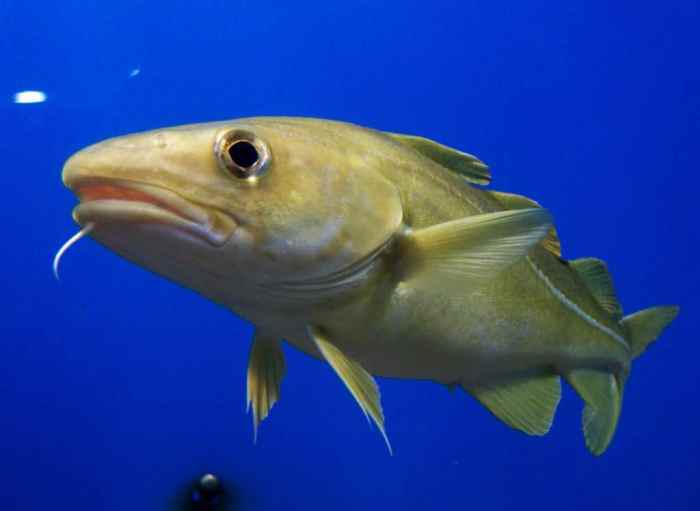 Codfish Study Employs Target Capture and SMRT Sequencing to Explore ... Codfish net worth