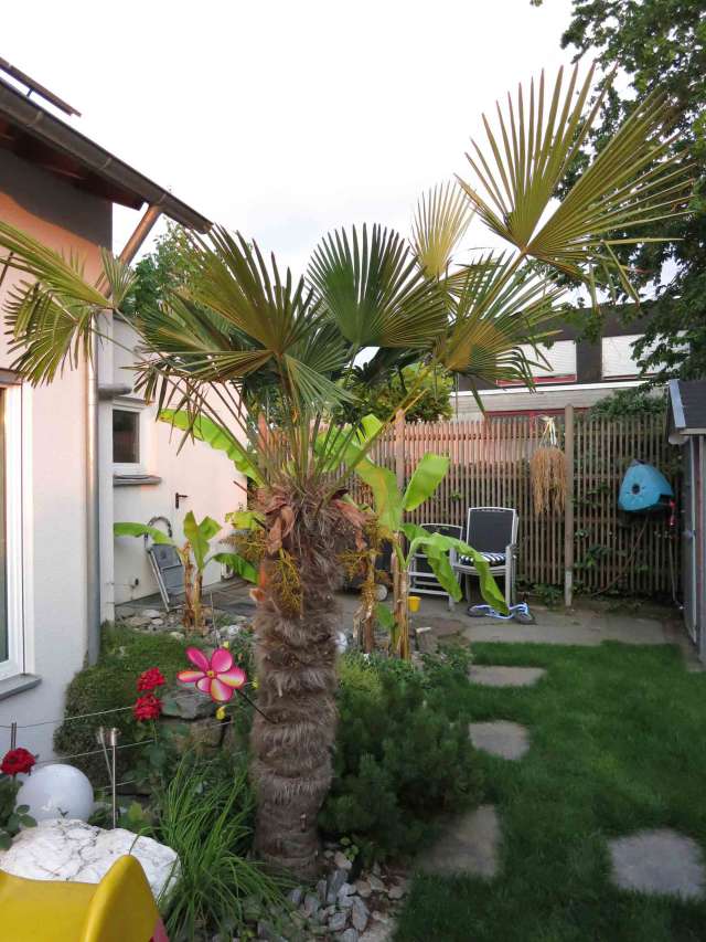 Wir stehen ihnen beim immobilienkauf in wedel zur seite. Trachycarpus Wagnerianus Wedel werden immer kÃ¼rzer (Seite