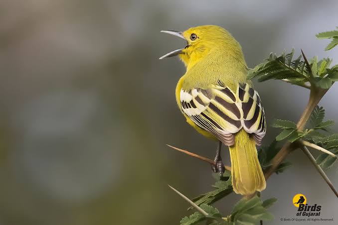 Ciri ciri burung sirtu jantan · warna bulu lebih terang dan tegas · suara kicaunya lebih keras, lantang dan juga bervariasi · warna garis putih . 14 Tips Bedakan Sirtu Jantan Dan Betina Dengan Mudah Dan Akurat
