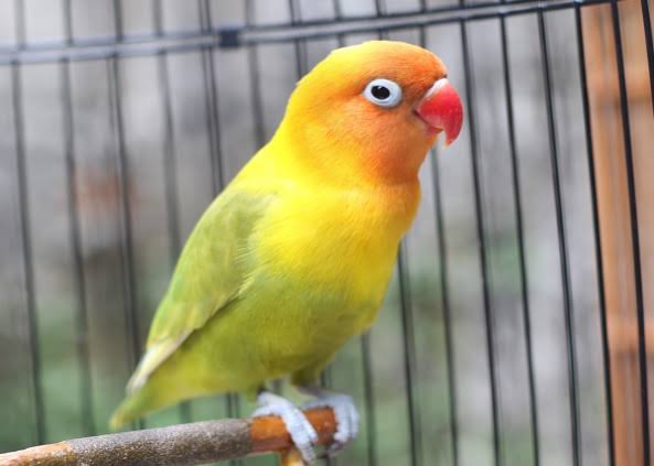 Durasi Lovebird Betina Berkurang? Begini Tips Mengatasinya! - Pamankicau