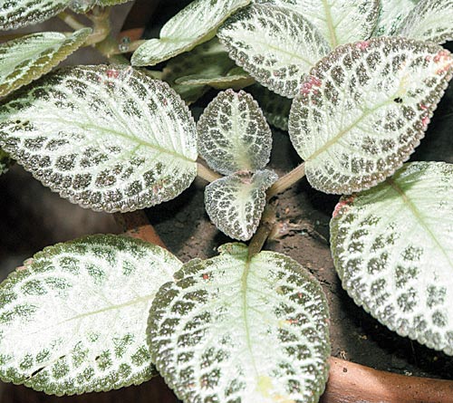 Connect with users and join the conversation at allure. Las Begonias Plantas De Gran Valor Decorativo Panama America
