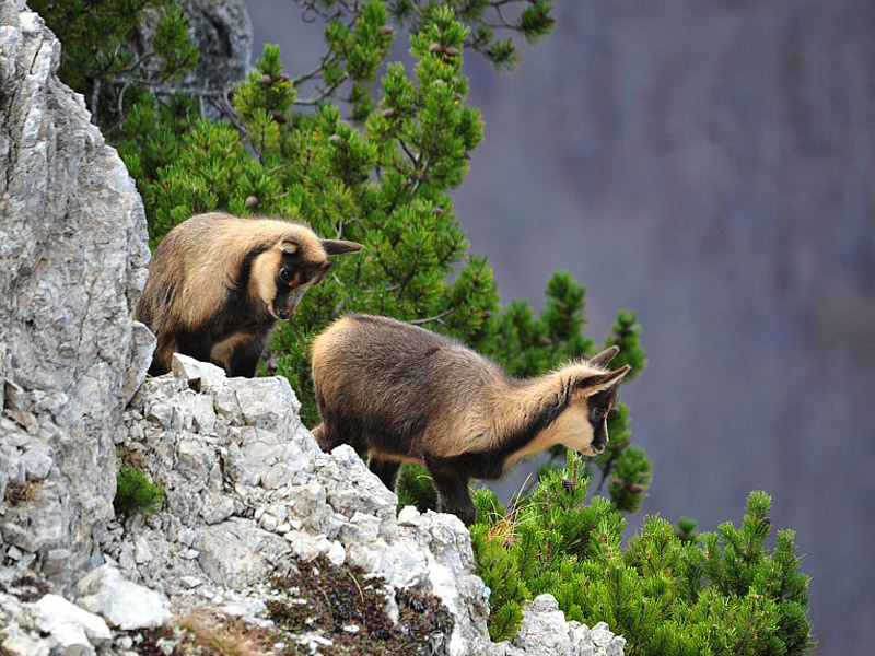 Fauna | Parco Nazionale D'abruzzo, Lazio E Molise 600_x_800_jpg