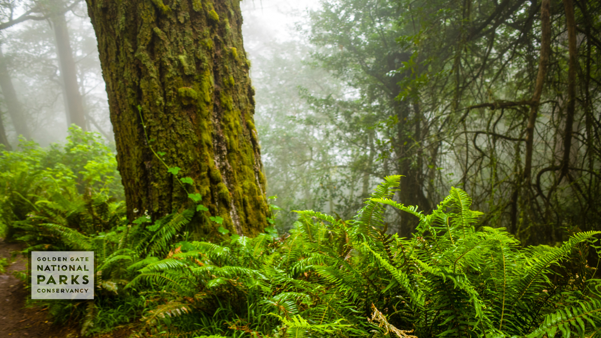 3840 × 2160 pixels • mp4. Free Zoom Backgrounds To Take Your Meetings To The Parks Golden Gate National Parks Conservancy