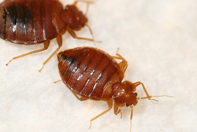 Jun 17, 2021 · unfortunately, bed bugs a single female bed bug can lay around 1 to 5 eggs each passing day. What Steps Pmps Should Take If They Find One Bed Bug Pct Pest Control Technology