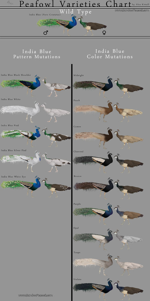 Point mutations lead to defects in the . Peafowl Varieties - Peacocks UK