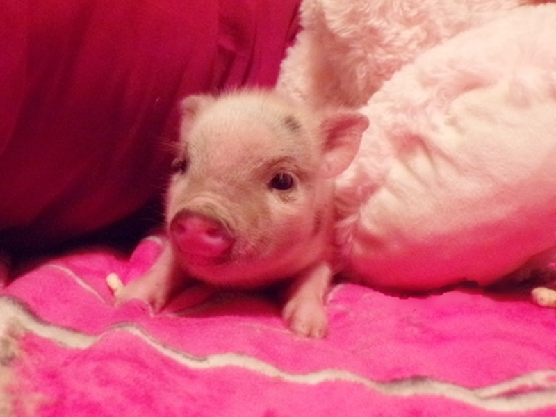If you ever need a dose of cuteness, then one surefire way to get it is by looking at pictures of baby animals. Teacup Mini Pig For Sale Peewee Piglet