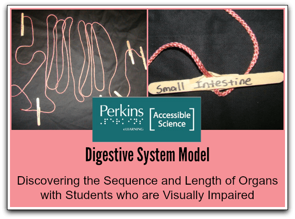 ٢٥ ربيع الآخر ١٤٤٢ هـ. Digestive System Model Demonstrating Sequence And Length Of Organs Perkins Elearning