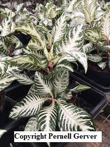 The crafting experts at hgtv.com created the perfect cold weather project to keep kids entertained indoors: Snow White Zebra Plant Aphelandra Squarrosa Snow White Buy It Now