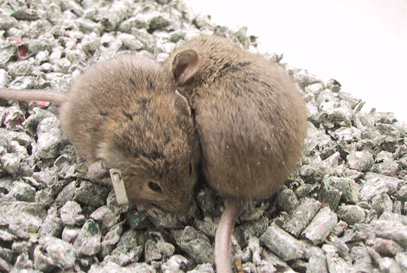 dos ratones marrones apiñados, uno de los cuales tiene una etiqueta en la oreja