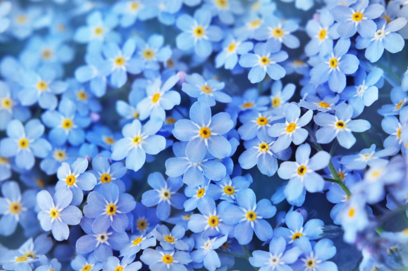 Using flowers symbolically dates back . Forget Me Not Flower Meaning And Symbolism Petal Republic