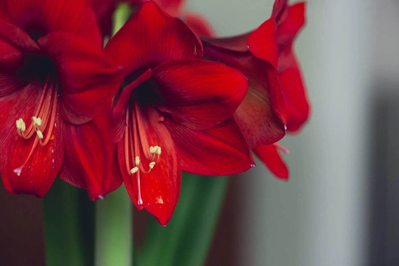 Prestige flowers is voted uk's no. Ultimate Guide To Red Flower Meaning And Symbolism Petal Republic