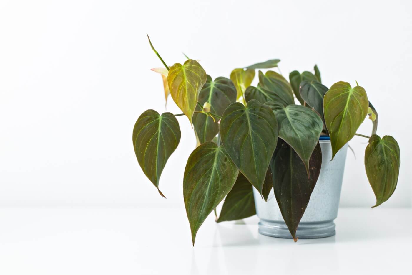 Prepare a philodendron cutting and place it in water. How To Grow Philodendron Micans Essential Tips Petal Republic