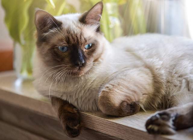 Obesity In Ragdoll Cats An Overview