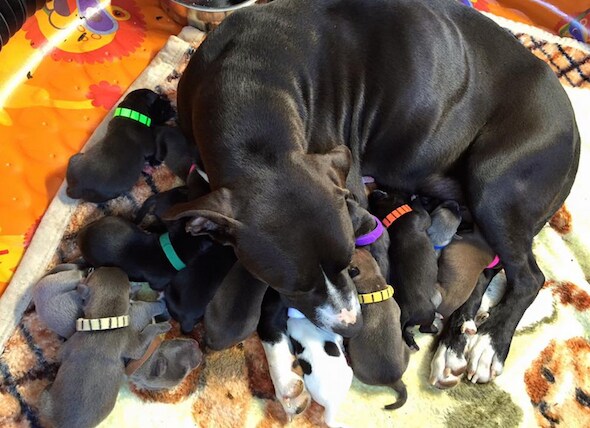 This time of year doesn't just mean warm weather and longer days — it also means kittens. Shelter Dog Gives Birth To 16 Healthy Puppies...On Mother