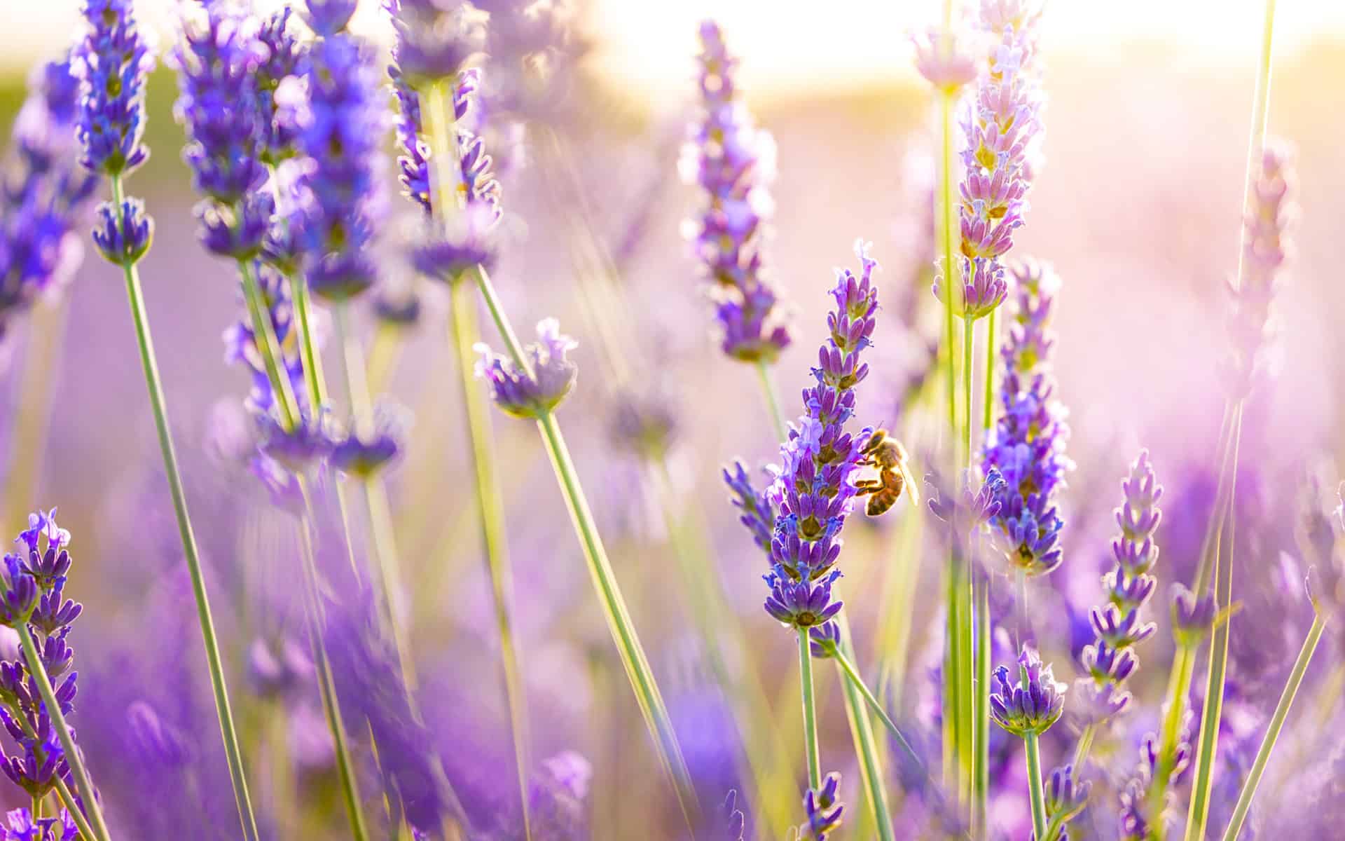 Use all the features of the pc version on your ipad, iphone, galaxy, android, or chromebook device, optimized for comfortable creation on smaller screens. HD Lavender Flower Backgrounds | PixelsTalk.Net