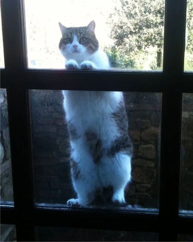 Aforismi E Poesie Sui Gatti Placida Signora