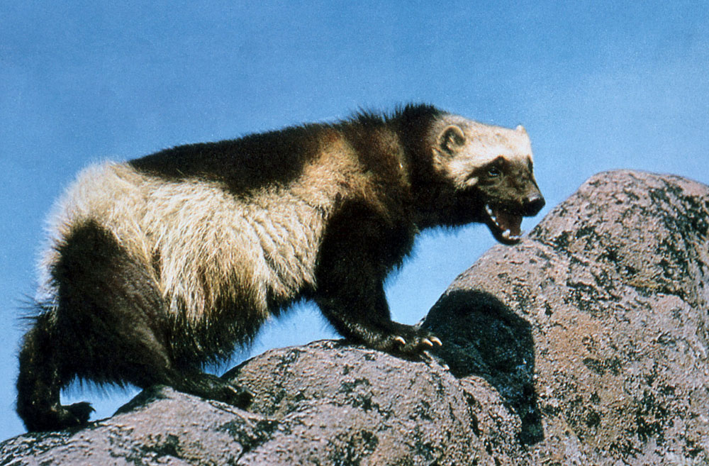 The park made famous by the movie (500) days of summer will disappear. Can a Wolverine Kill a Man and more Wolverine Facts