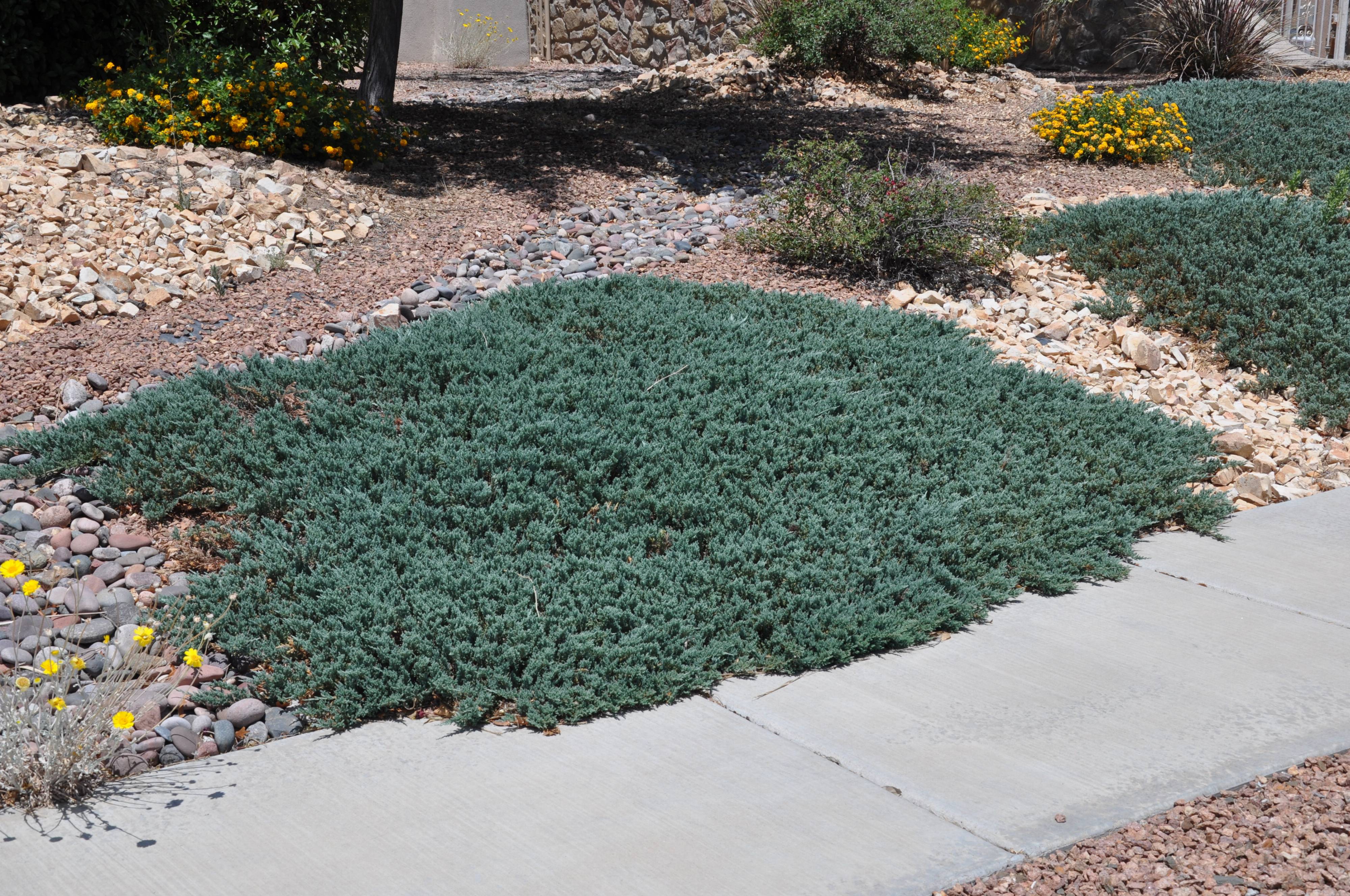 Imagine a sunflower that's slig. Juniperus horizontalis 'Wiltonii'