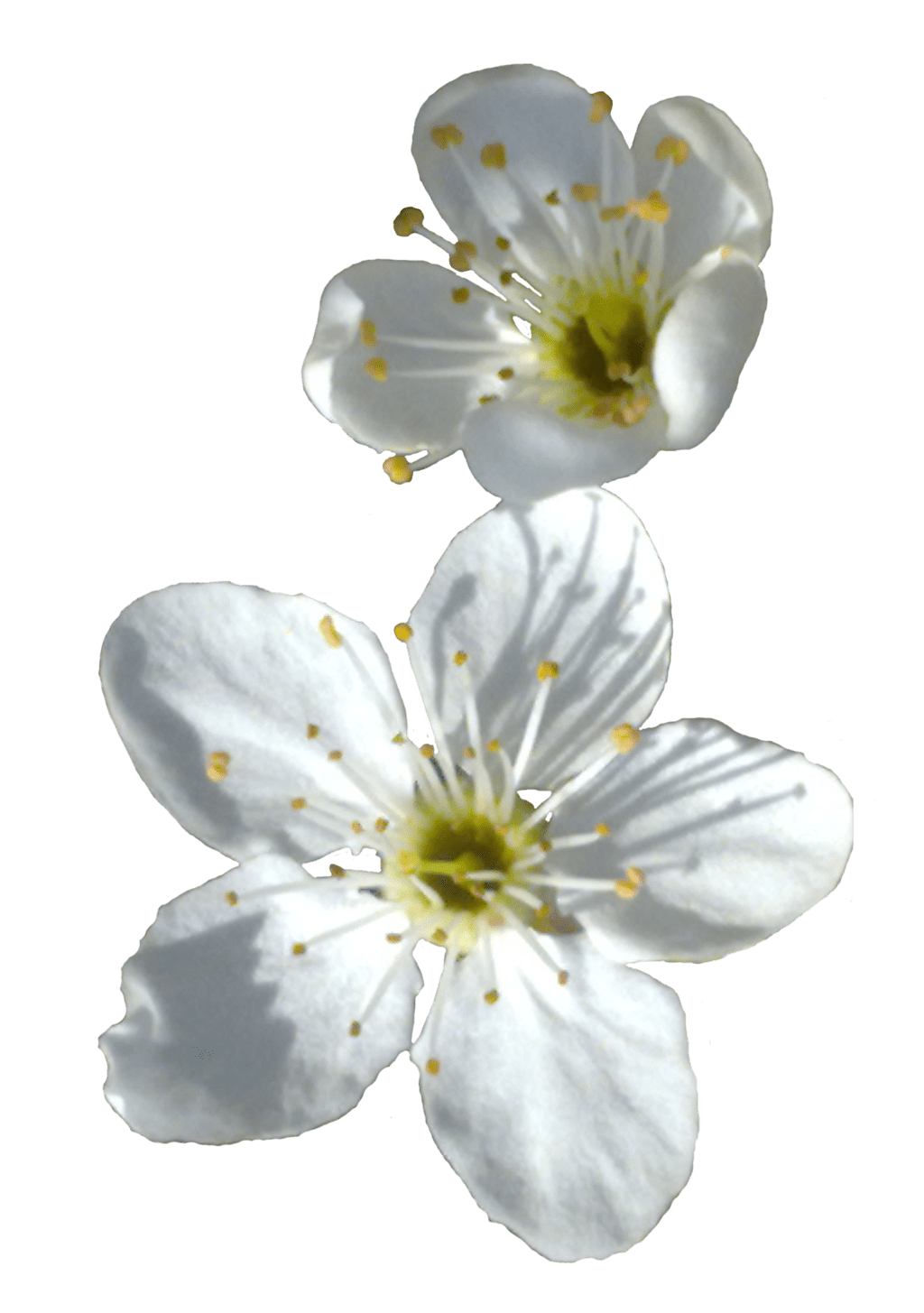 All images are transparent background and unlimited download. Spring Flower Png Transparent Image Png Mart