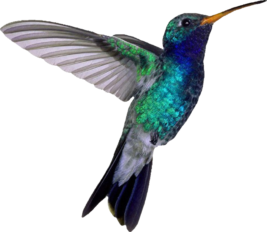 Discover 219 free hummingbird png images with transparent backgrounds. Hummingbird Png Images Transparent Background Png Play