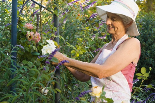Lavori Di Febbraio: Trapianti E Talee In Giardino | Pollicegreen 332_x_500_jpg