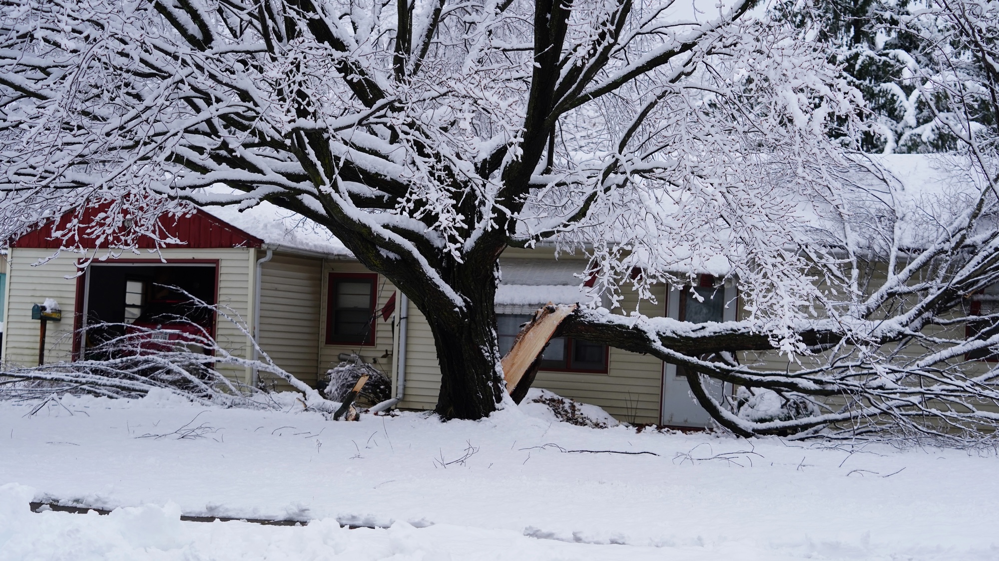 Do trees really explode in extreme cold?