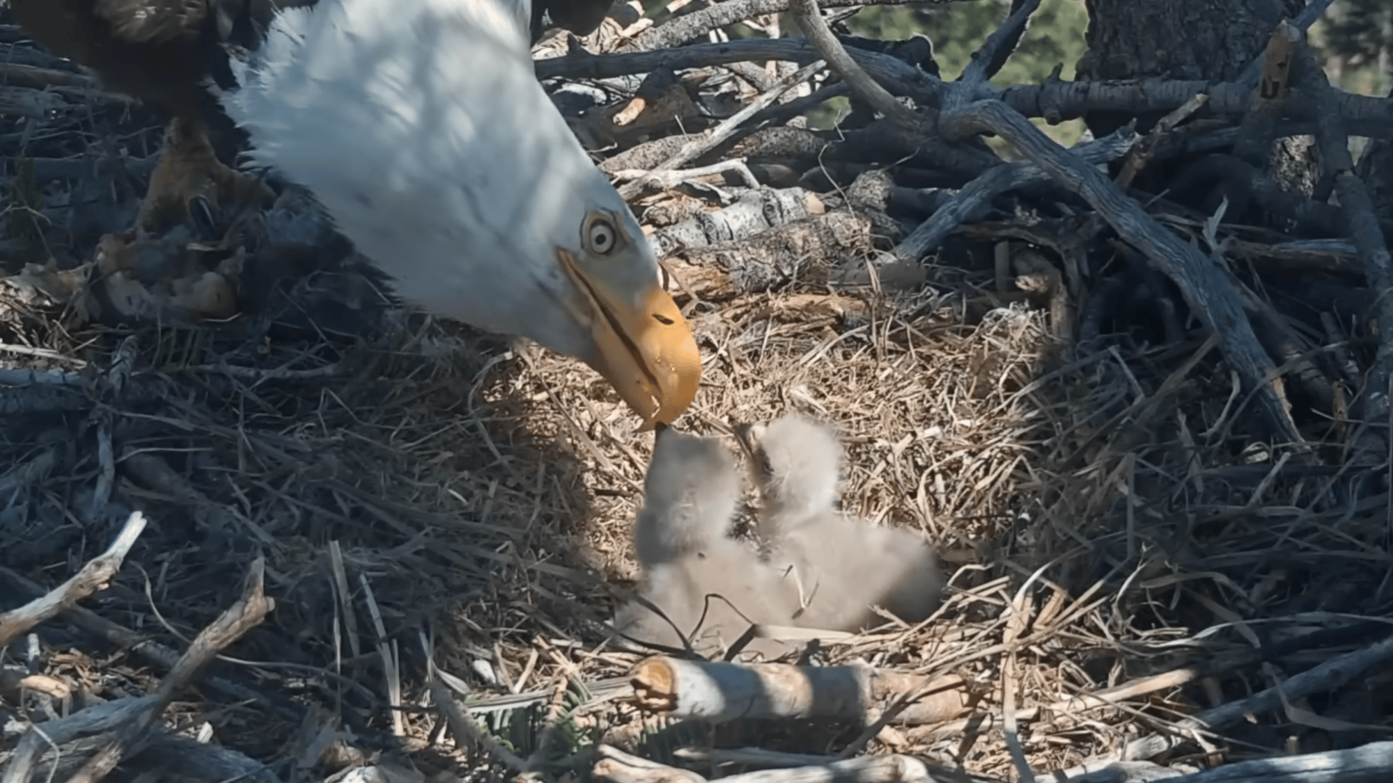 Jackie and Shadow’s 2026 babies: Everything you need to know about the new eaglets