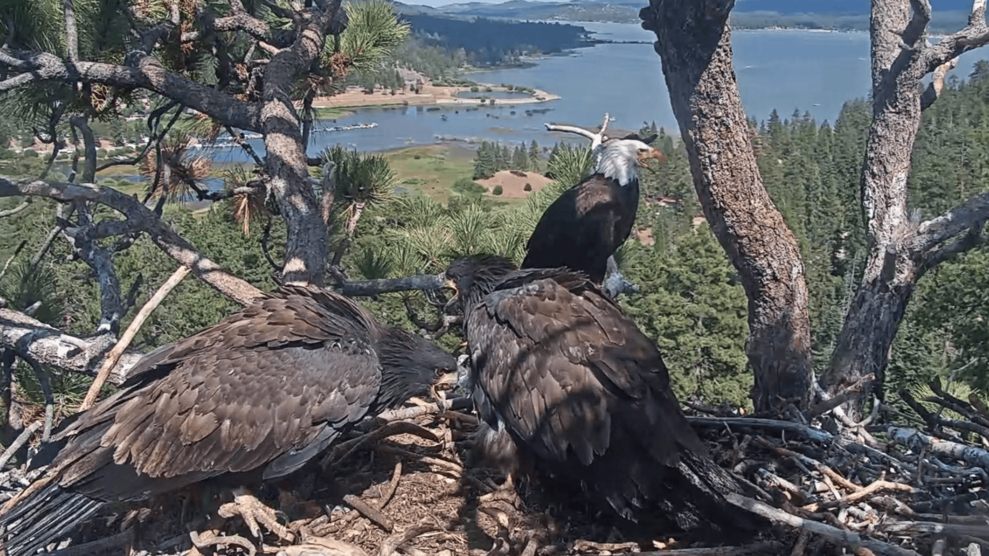 Luna the eagle chases off nest intruder, as mom Jackie recovers