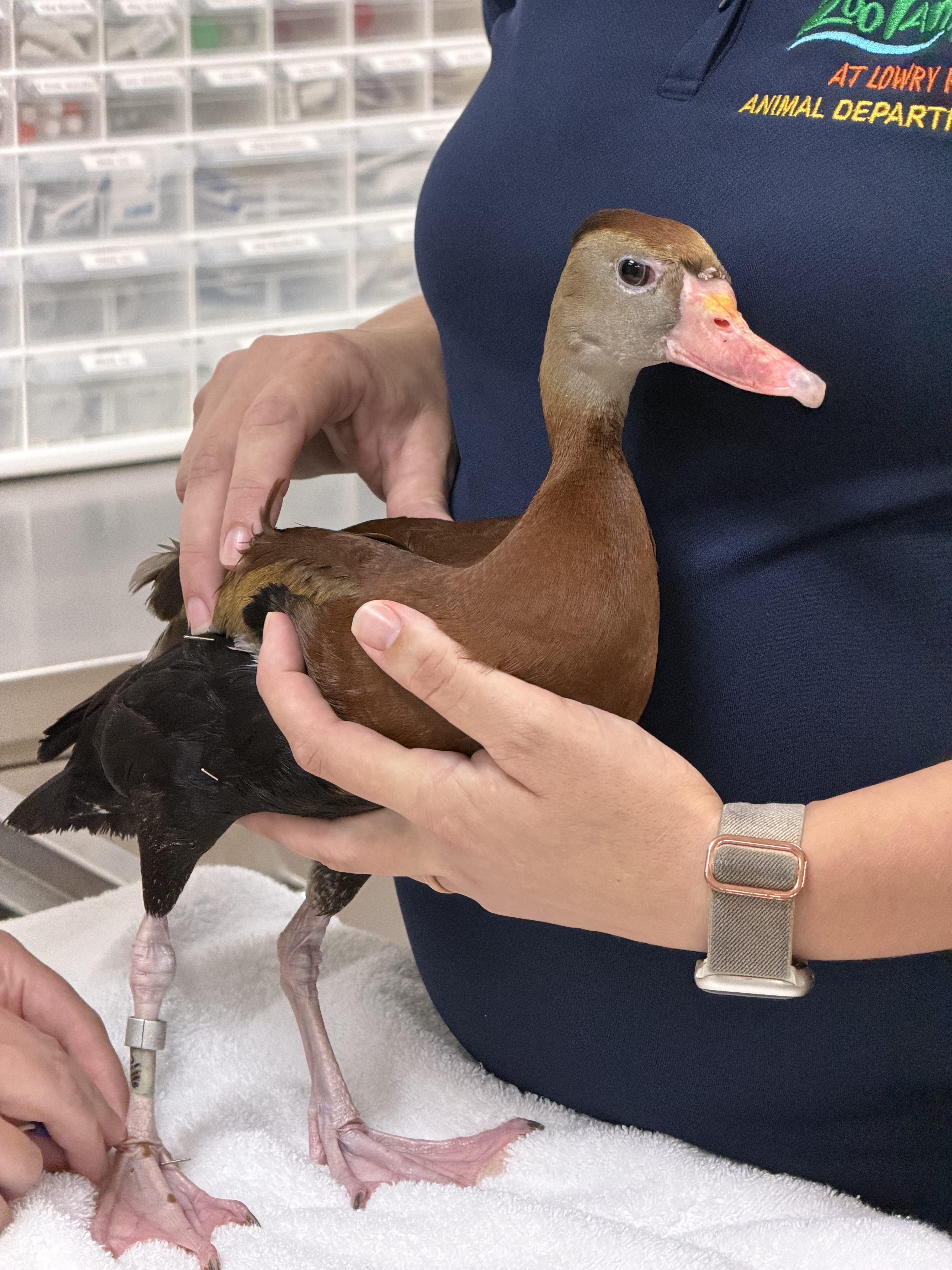 Florida zoo treats a manatee, a duck, and a chick with acupuncture