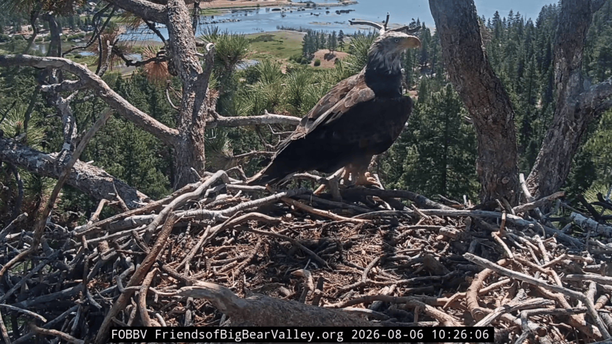 Outside eagle spotted on Jackie and Shadow’s nest