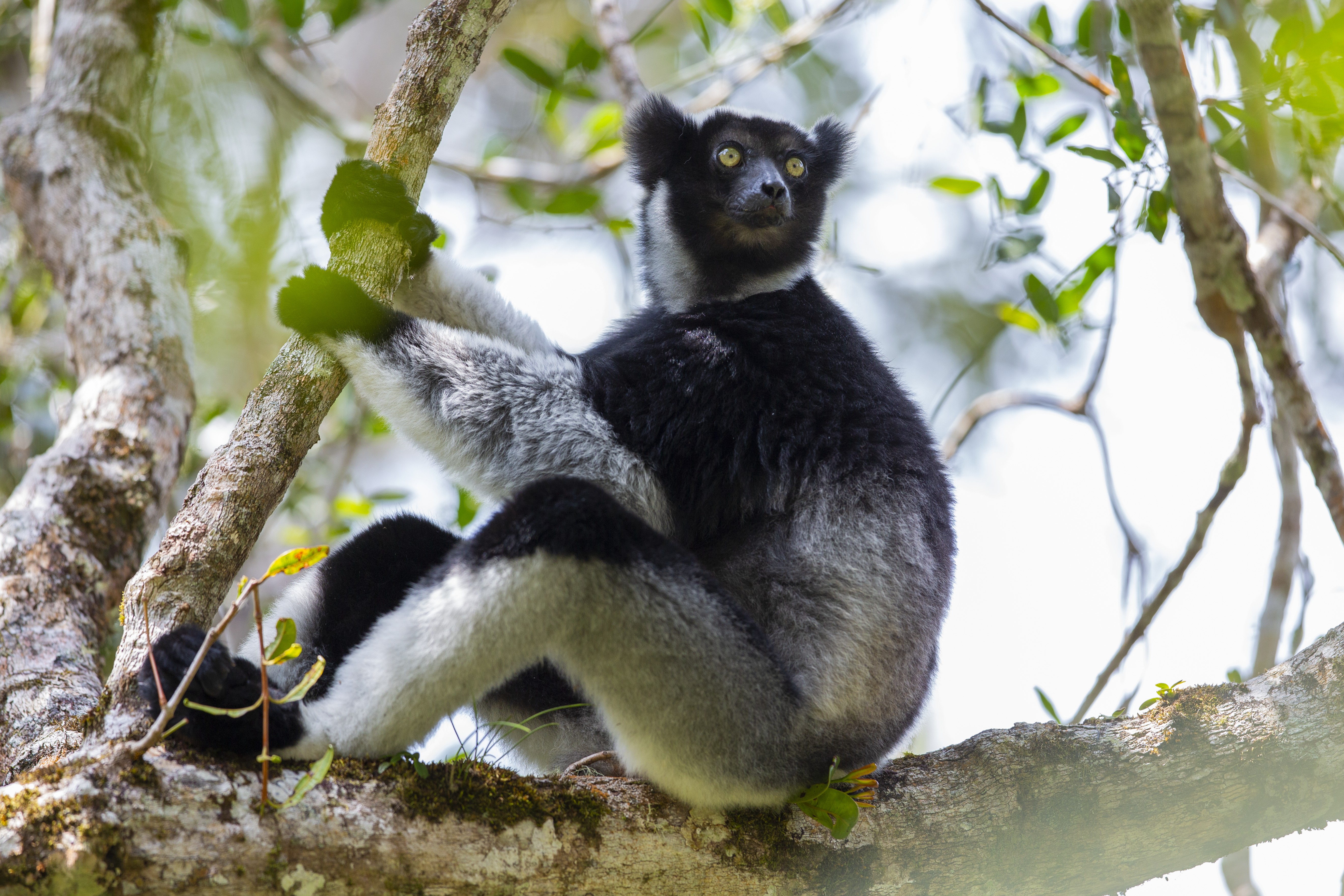 Opera singers and shrieking lemurs share vocalization strategies
