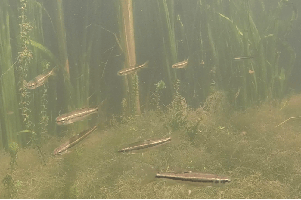 These fish rely on teamwork to find food in murky water