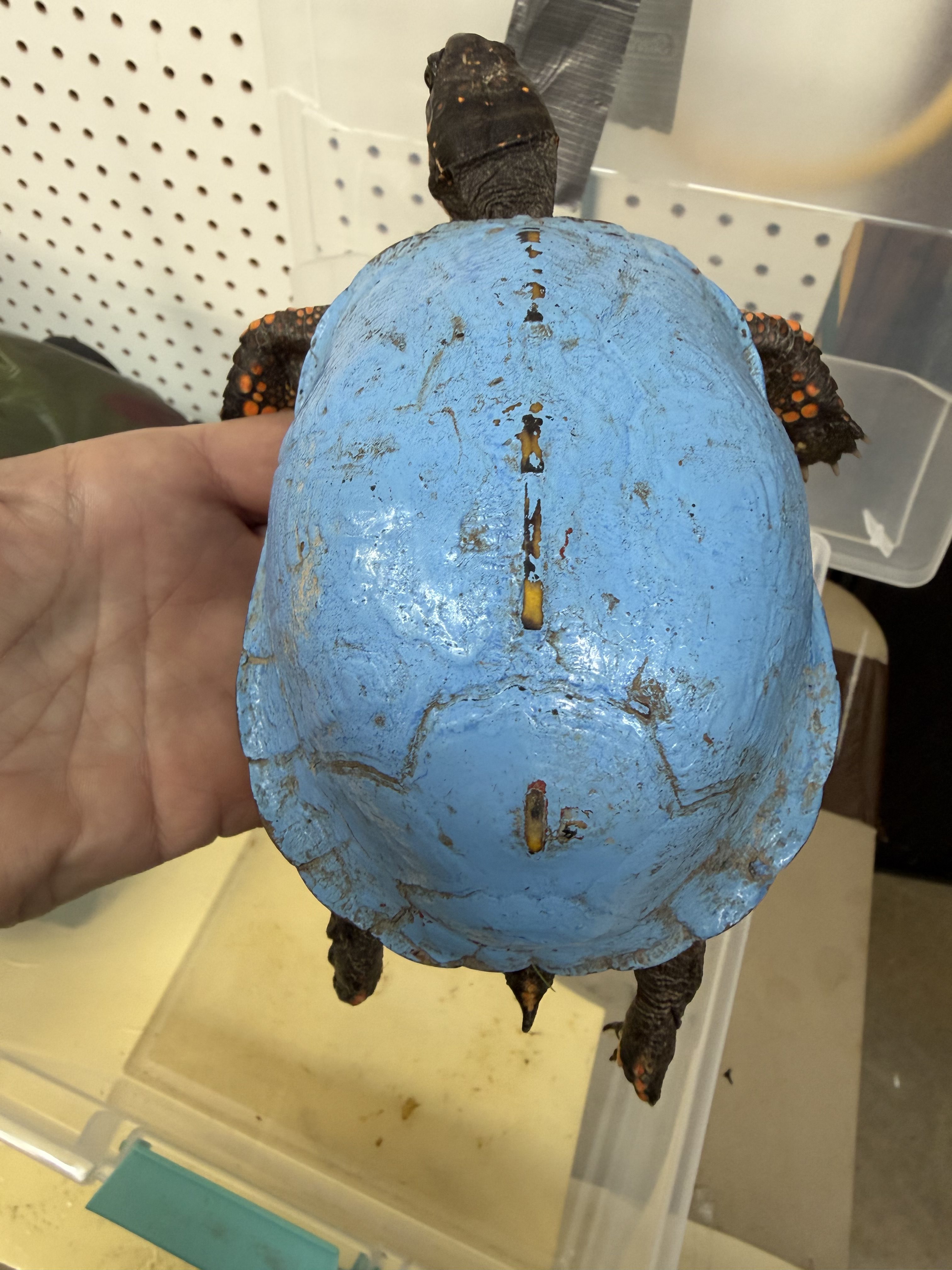 Shockingly blue turtle discovered in Kentucky backyard