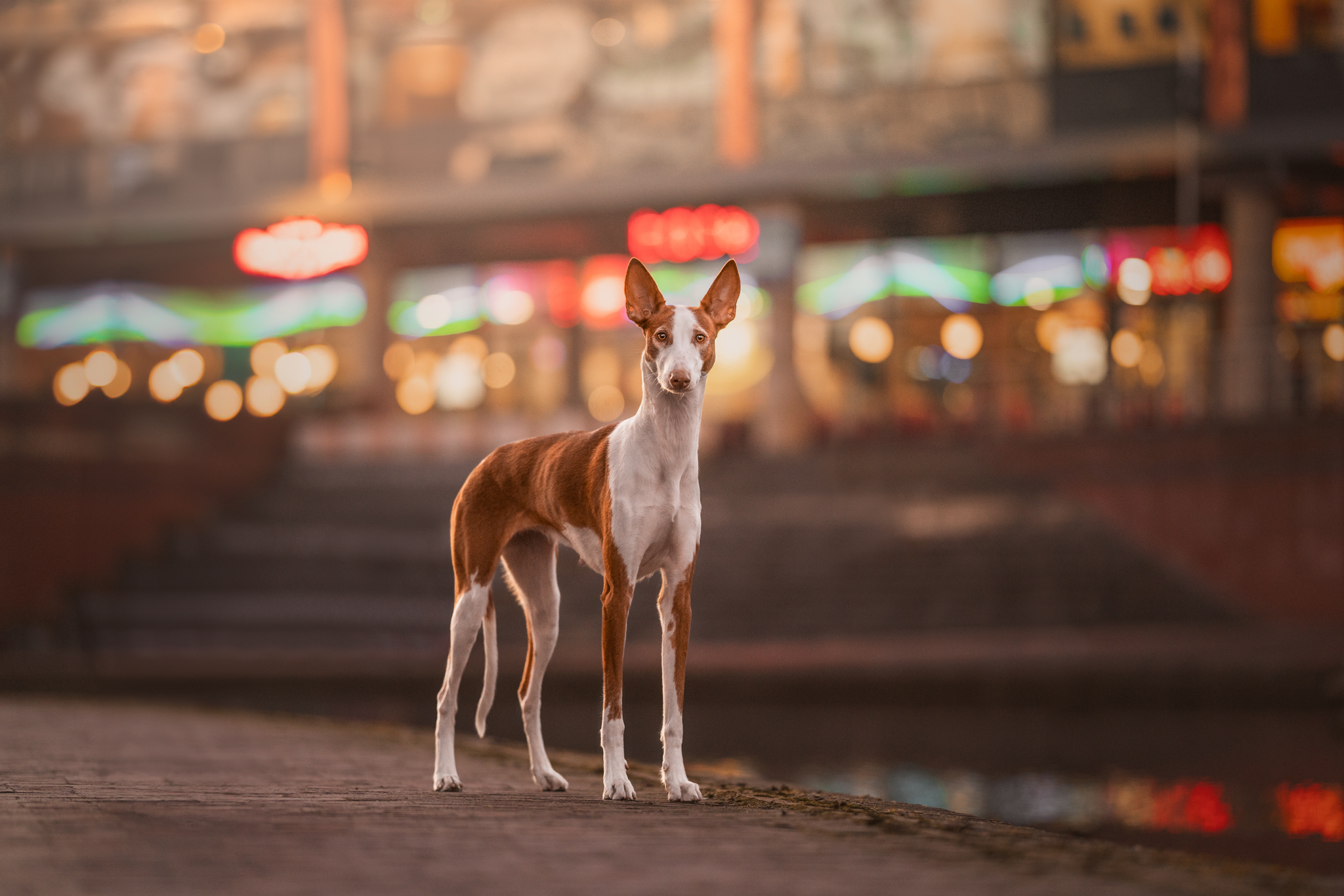 15 uplifting images from Dog Photography Awards 2026