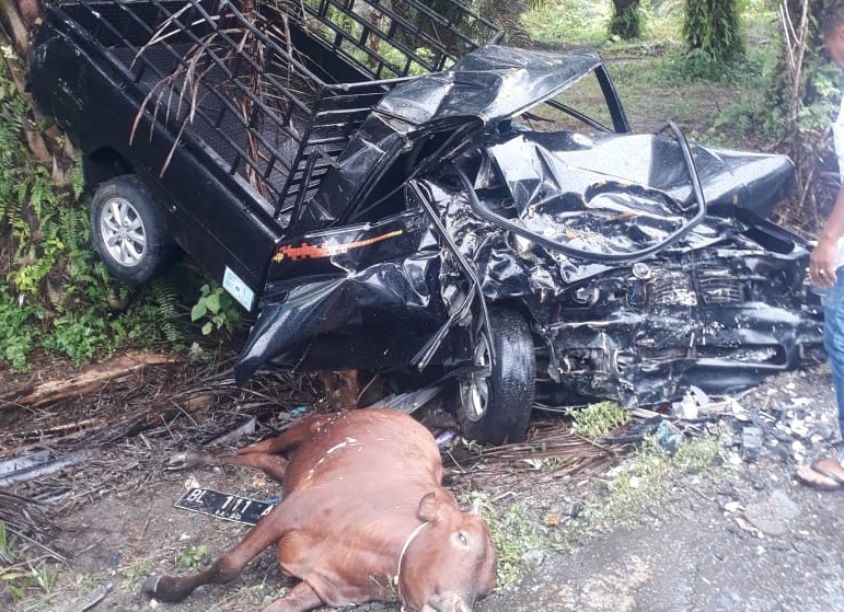 Abal aban abang abangan abangga abangmu abangnya abar abaran abas abasiah abatoar abau abbreviata abc abdas abdi abdikasi abdomen abdominal abdu abductee abduh abduksi abduktor abdul abdullah abdurrahman abe abece abel abelmaschus … 3 Ekor Sapi Kurban Mati Akibat Tabrakan di Aceh Jaya