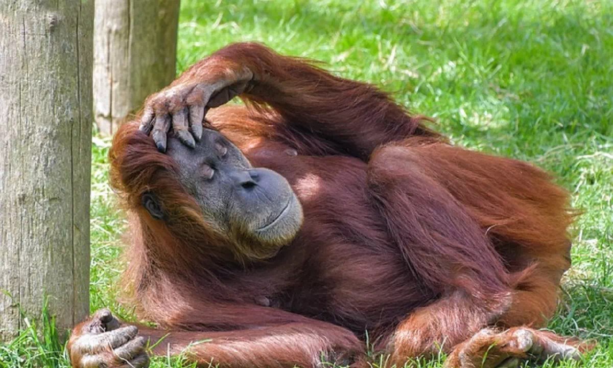 Contoh Fauna Indonesia Bagian Barat, Tengah, dan Timur - PosBaru