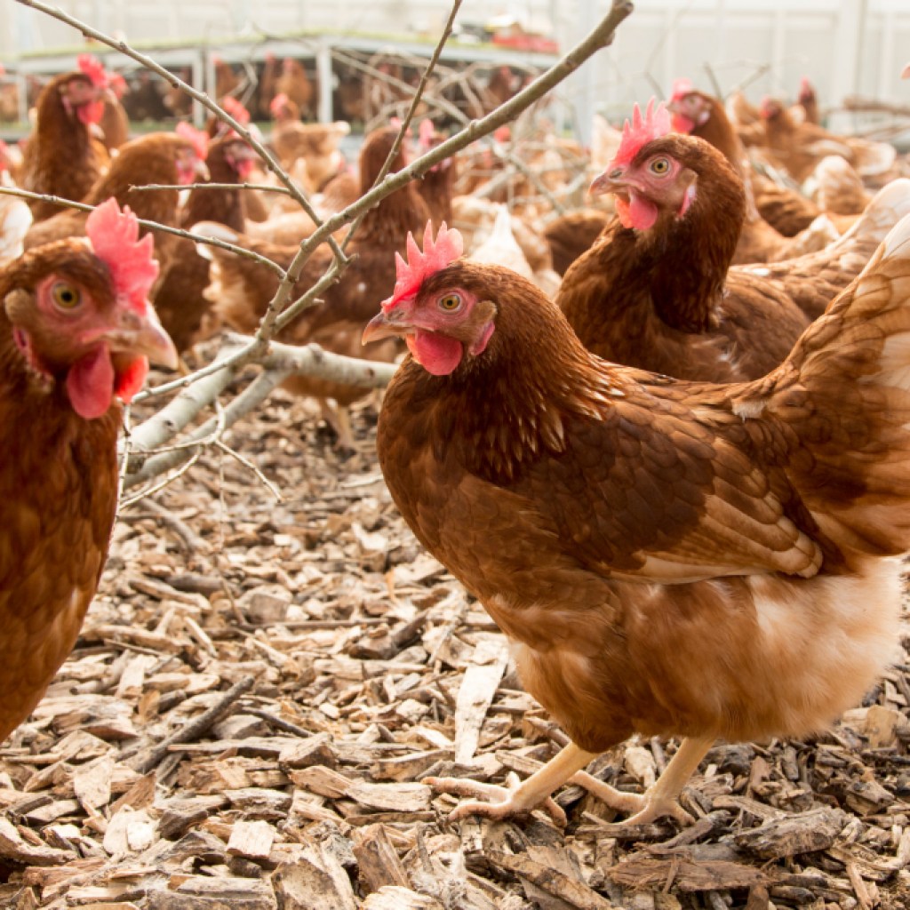Benchmark report reveals animal welfare leaders Benchmark report reveals animal welfare leaders