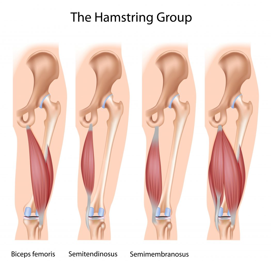 In ordinary parlance, muscular strength usually refers to the ability to exert a force on an external object—for example, lifting a weight. Top 10 Strongest Muscles In The Body Pouted Com