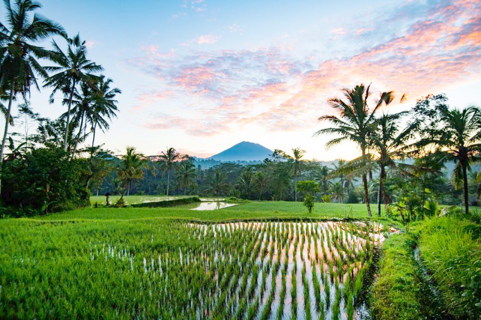 Subak: Pengertian, Sistem dan Fungsi Subak di Bali - Pradnya Org