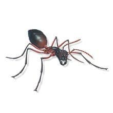 For babies over 2 months of. ðŸ¥‡ Best Lawn Insect Killer (Safe for Pets and Kids) - ProGardenTips