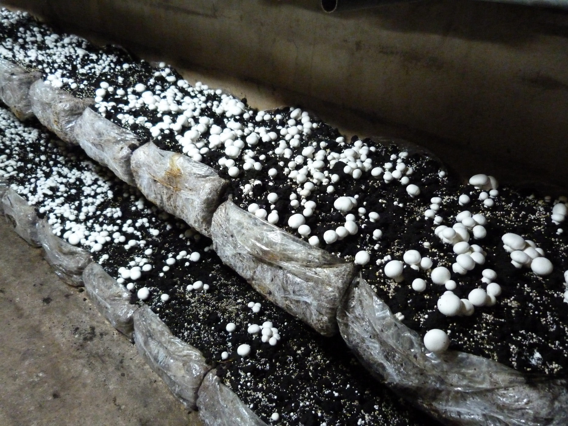 Whether you're drinking wine in the praça da república, or climbing the endless steps to bom jesus do monte, there's plenty to do in braga, portugal (with a map). Cultivo ChampiÃ±Ã³n - Projar Group Site