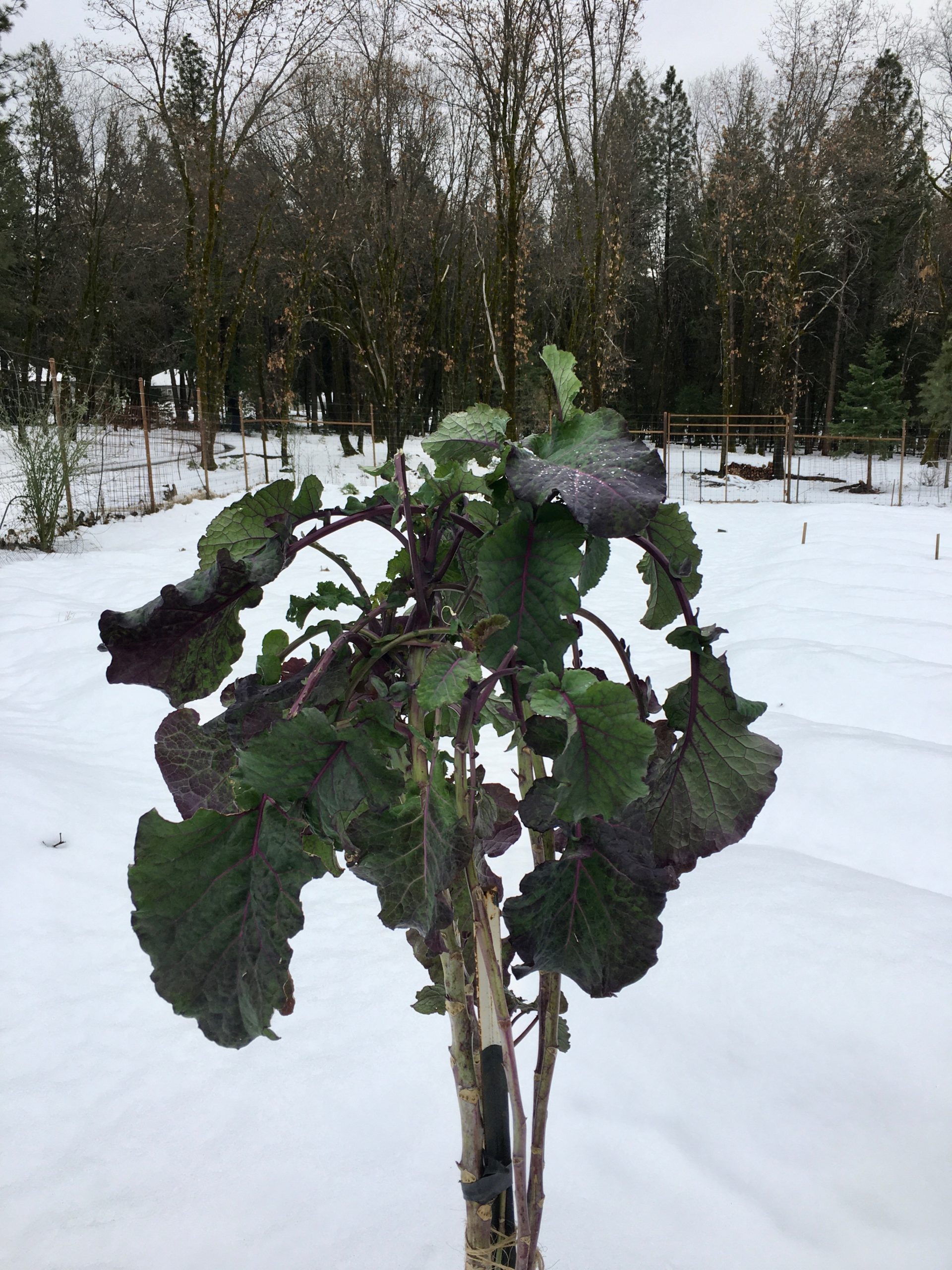 3-rooted-purple-tree-collard-plants-project-tree-collard
