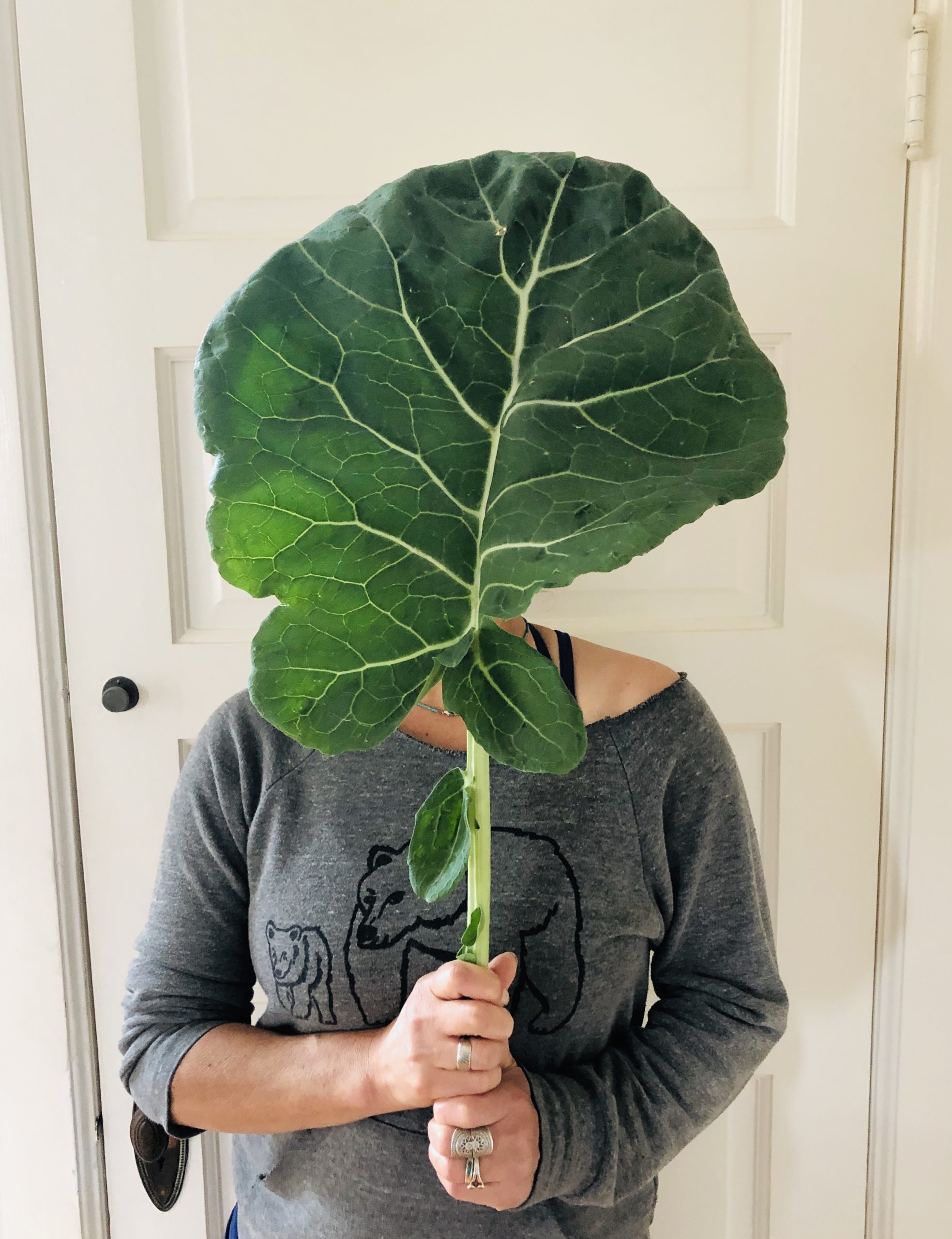One Rooted Jolly Green Tree Collard Plant Project Tree Collard