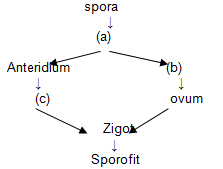 Pergiliran keturunan dari fase secual dan fase asecual ini disebut dengan metagenesis. Remidi Uh 2 Plantae Proprofs Quiz
